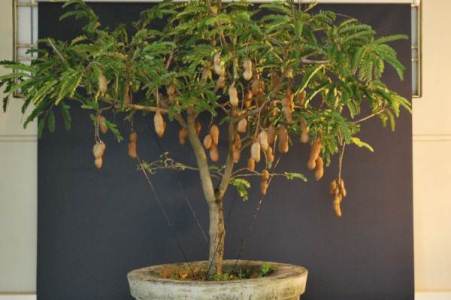 Bonsai Asem Berbuah, bonsai asam berbuah, cara membuat bonsai berbuah,