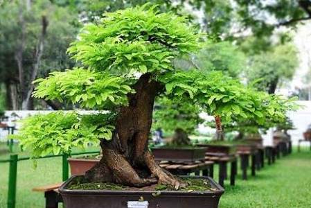 Jual Pohon Asem Jawa Terbaik, bonsai asem jawa terbaik, bonsai asem jawa termahal, harga bonsai asem termahal, bonsai asem jawa dari biji, jual beli tanaman bonsai