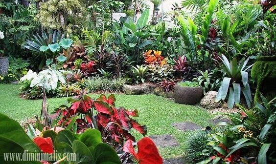 beragam jenis tanaman untuk taman tropis