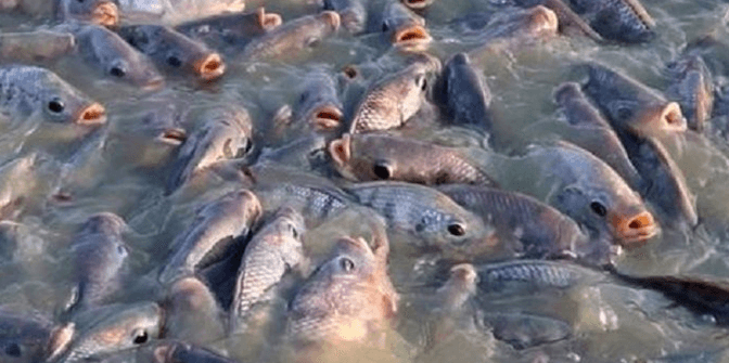 Cara Budidaya Ikan Nila di Kolam Terpal dari Pembibitan Hingga Panen