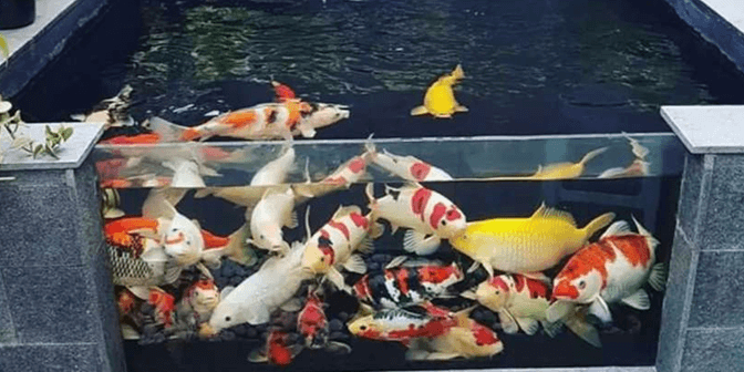 Tips Merancang Kolam Ikan Koi Minimalis yang Bagus