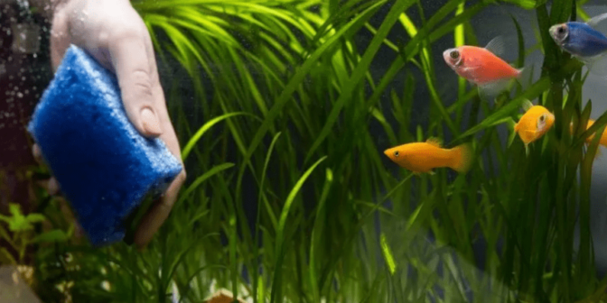 5 Cara Membersihkan Kaca Aquarium dengan Alat dan Bahan Sederhana 1