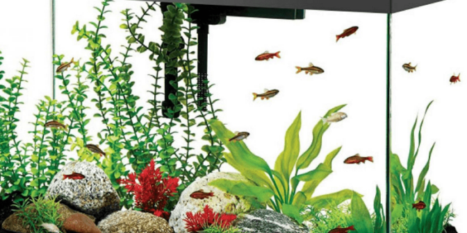 5 Cara Membersihkan Kaca Aquarium dengan Alat dan Bahan Sederhana 2