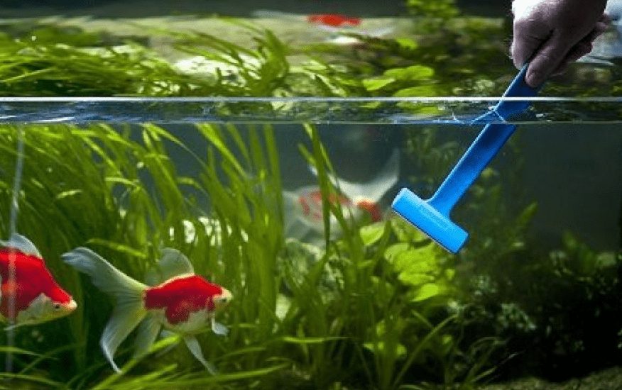 membersihkan kaca aquarium