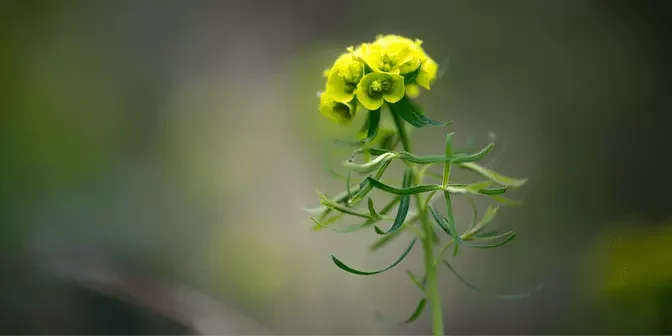 tanaman hias Euphorbia