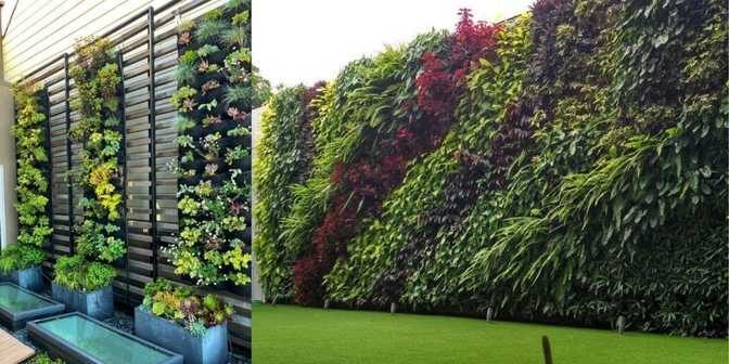 tanaman vertical garden