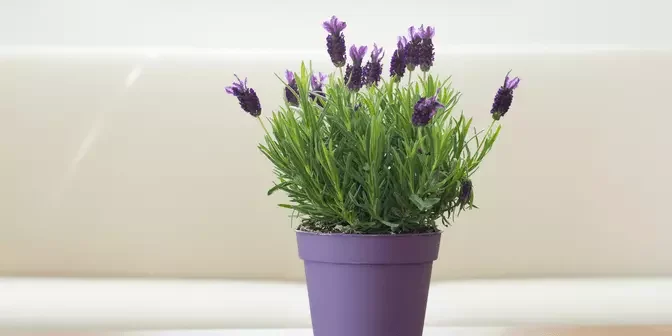 Lavender salah satu tanaman hias indoor berbunga