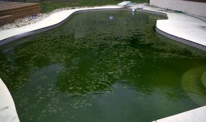 Green Water Swimming Pool