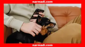 Benefits of RFID in Pets That Are Helping with Identification and Monitoring - Update