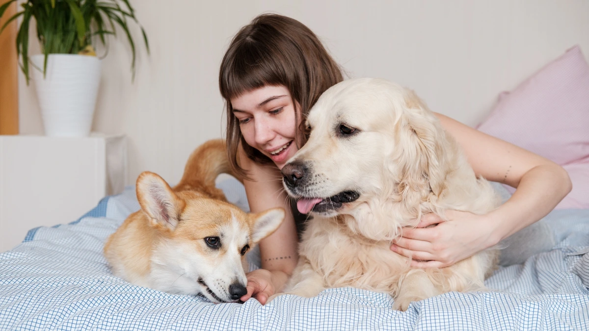 Benefits of RFID in Pets