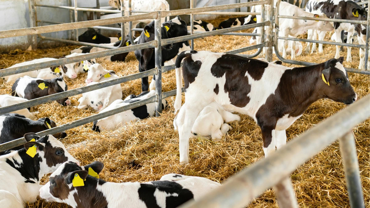 RFID in the Livestock Industry 2