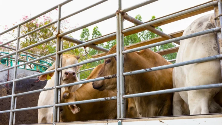 RFID in the Livestock Industry 3