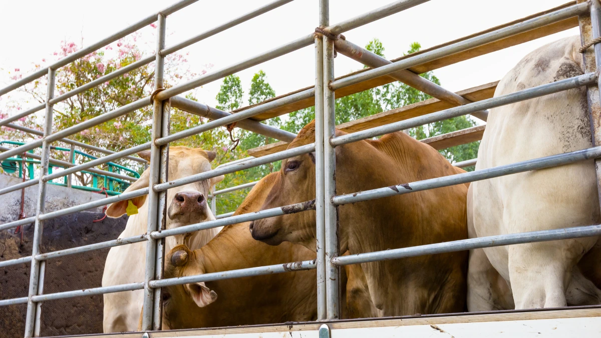 RFID in the Livestock Industry 3