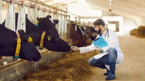RFID in the Livestock Industry