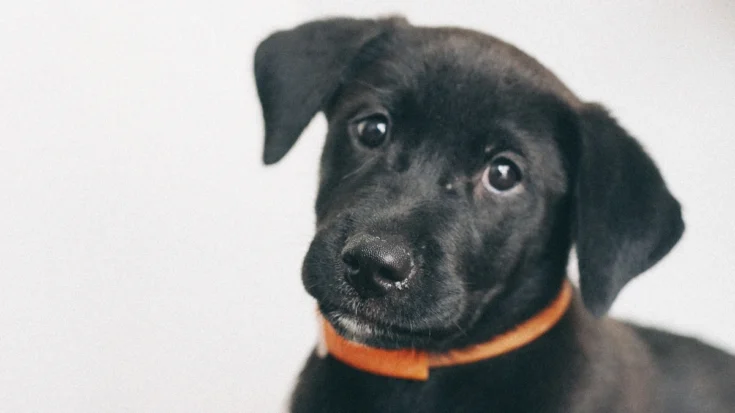 Smart Collar Definitions, How it Works, Benefits, and Regulations in Indonesia 3