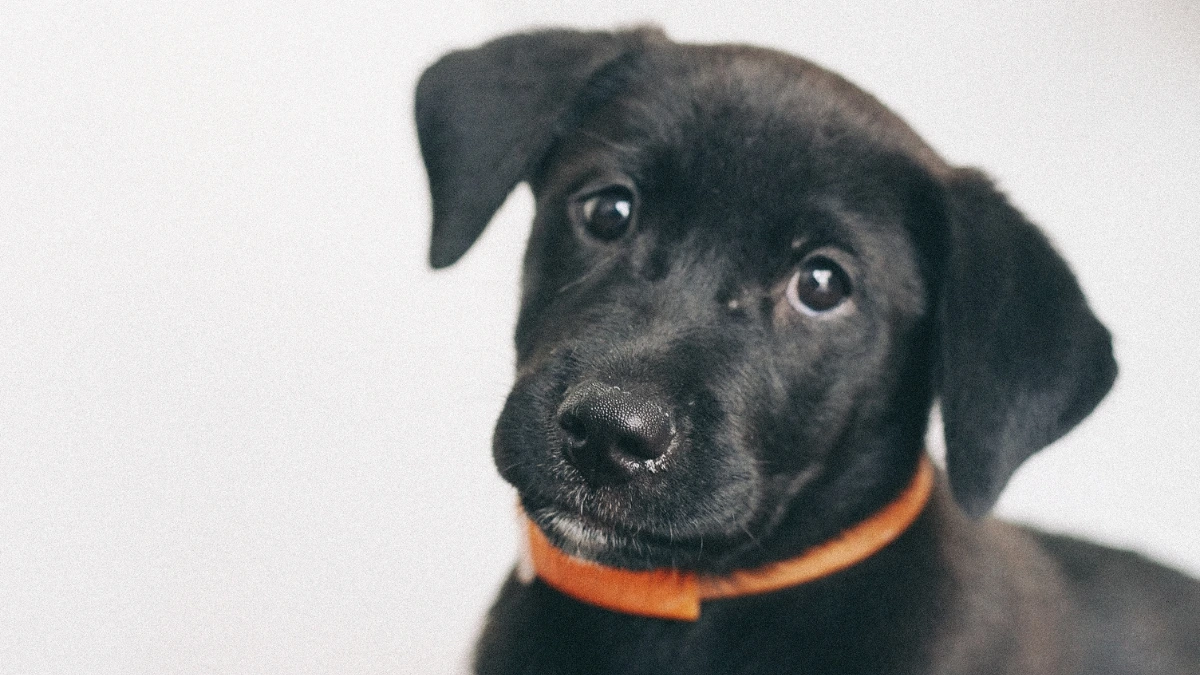 Smart Collar Definitions, How it Works, Benefits, and Regulations in Indonesia 3