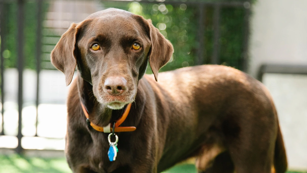 Smart Collar Definitions, How it Works, Benefits, and Regulations in Indonesia