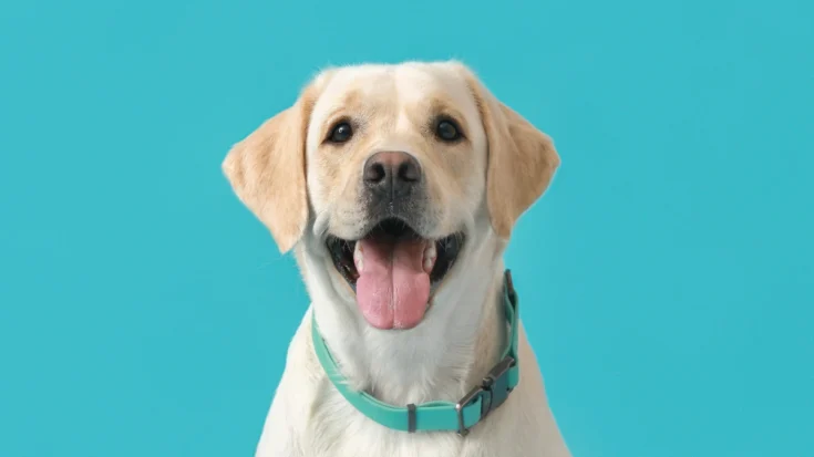 Smart Collar Testing Standard Based on Ministerial Decree 260 of 2024 and 12 of 2025