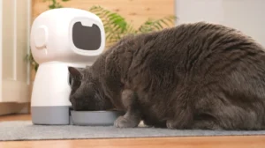 Smart Pet Feeder Definition, Features, Benefits, and Regulations in Indonesia