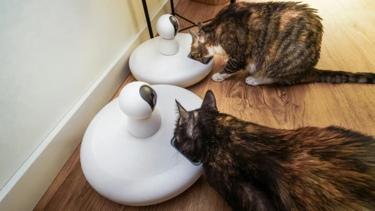 The Advantages and Disadvantages of Smart Pet Feeder A Must-Read for Pet Owner 2