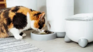 The Advantages and Disadvantages of Smart Pet Feeder A Must-Read for Pet Owner