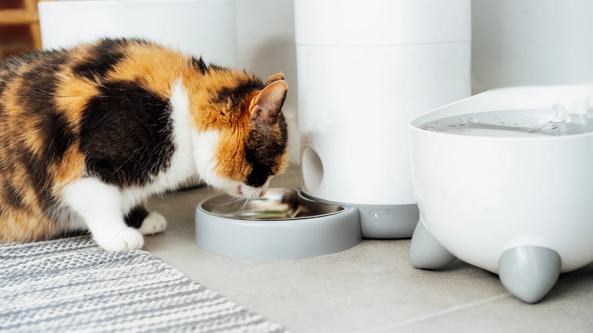 The Advantages and Disadvantages of Smart Pet Feeder A Must-Read for Pet Owner