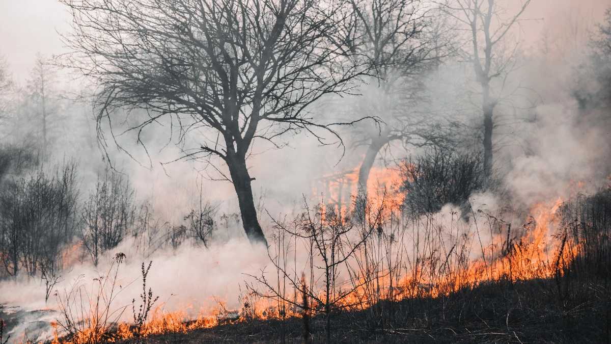 Wildfire Sensor Definition, How it Works, Types, and Benefits That Can Help Detect Fire