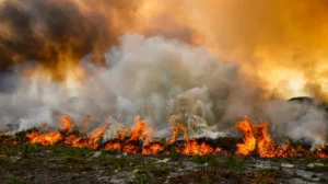 Wildfire Sensor Testing Standard Based on Ministerial Decree 5 of 2024
