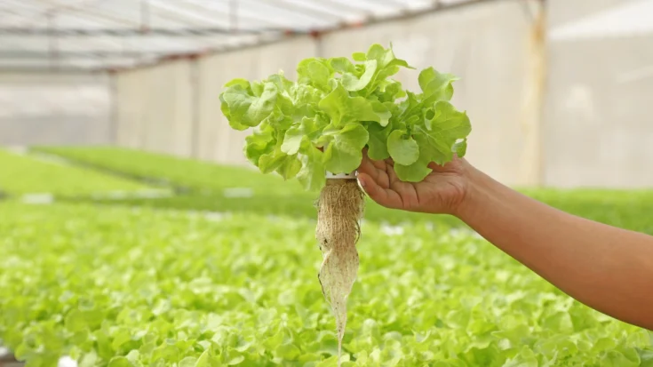 Bluetooth Water Pump for Hydroponics Knowing the Functions and Advantages 4